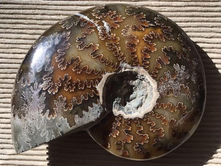 Amazon.co.jp: マダガスカル産 縫合線の浮き出るアンモナイト化石 大